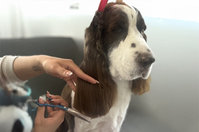 Barkingham Pet Boarding | Palm Desert Barkingham Pet Hotel California