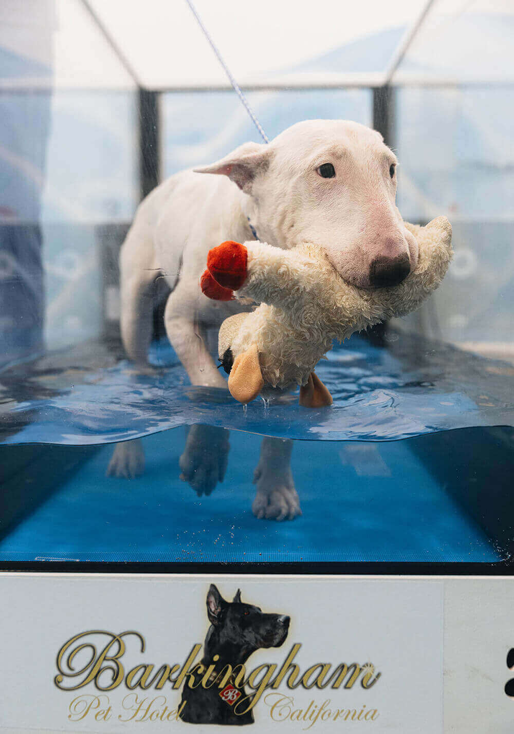 Dog hydrotherapy | Palm Desert, CA — Barkingham Dog Hotel and Day care - Luxury Dog Spas With Hydrotherapy