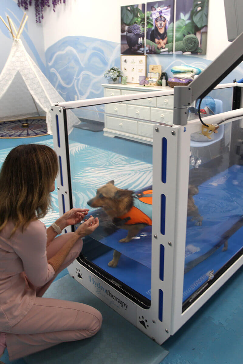 Dog hydrotherapy | Palm Desert, CA — Barkingham Dog Hotel and Day care - Luxury Dog Spas With Hydrotherapy