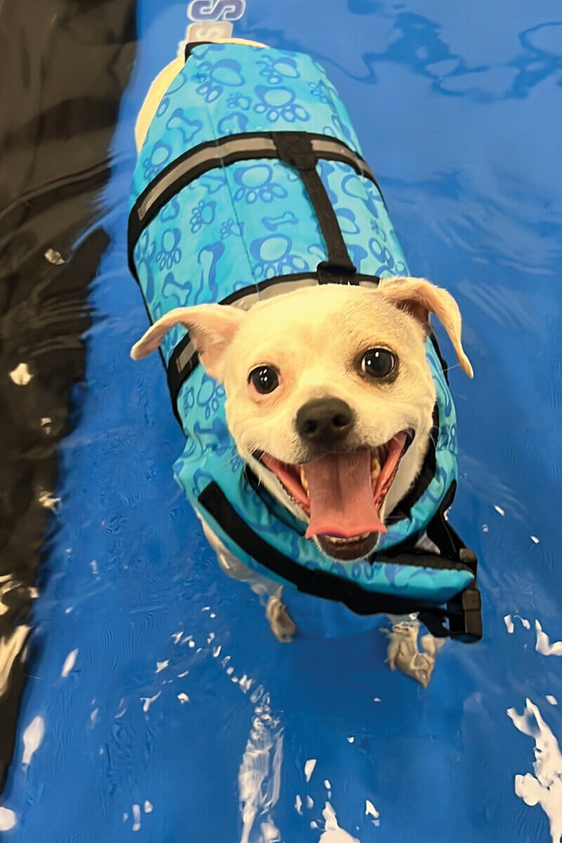 View of Dog hydrotherapy | Palm Desert, CA — Barkingham Dog Hotel and Day care